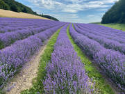 das Lavendelfeld 