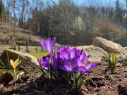 der Frühling kommt