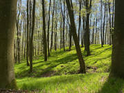 grün, grüner, Wald